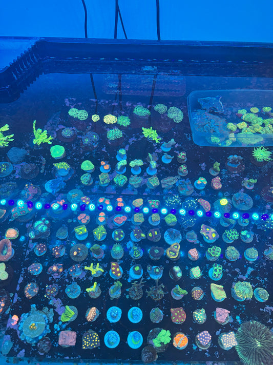 Starter Coral Variety Pack – 20 Frags