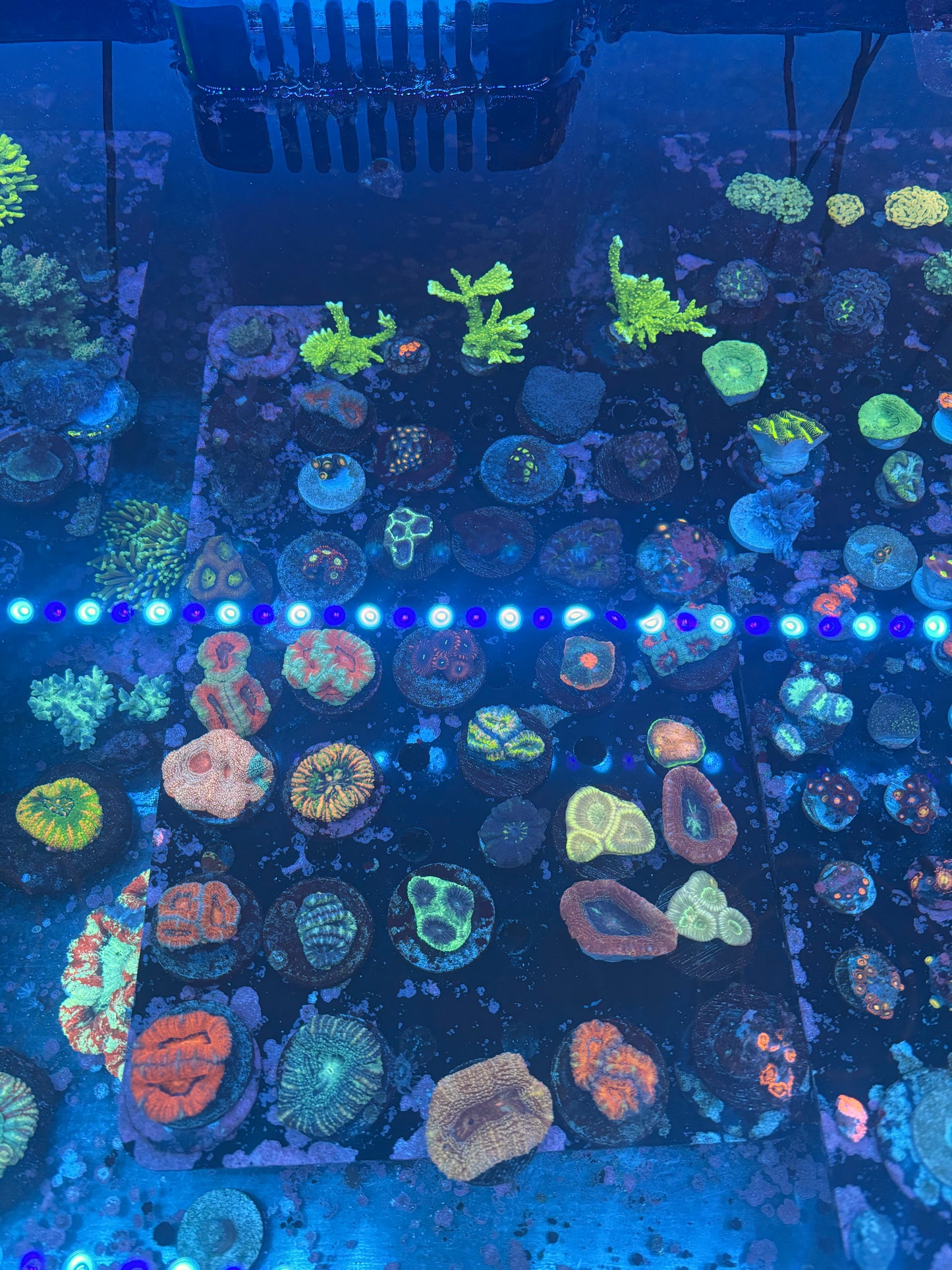 Starter Coral Variety Pack – 20 Frags