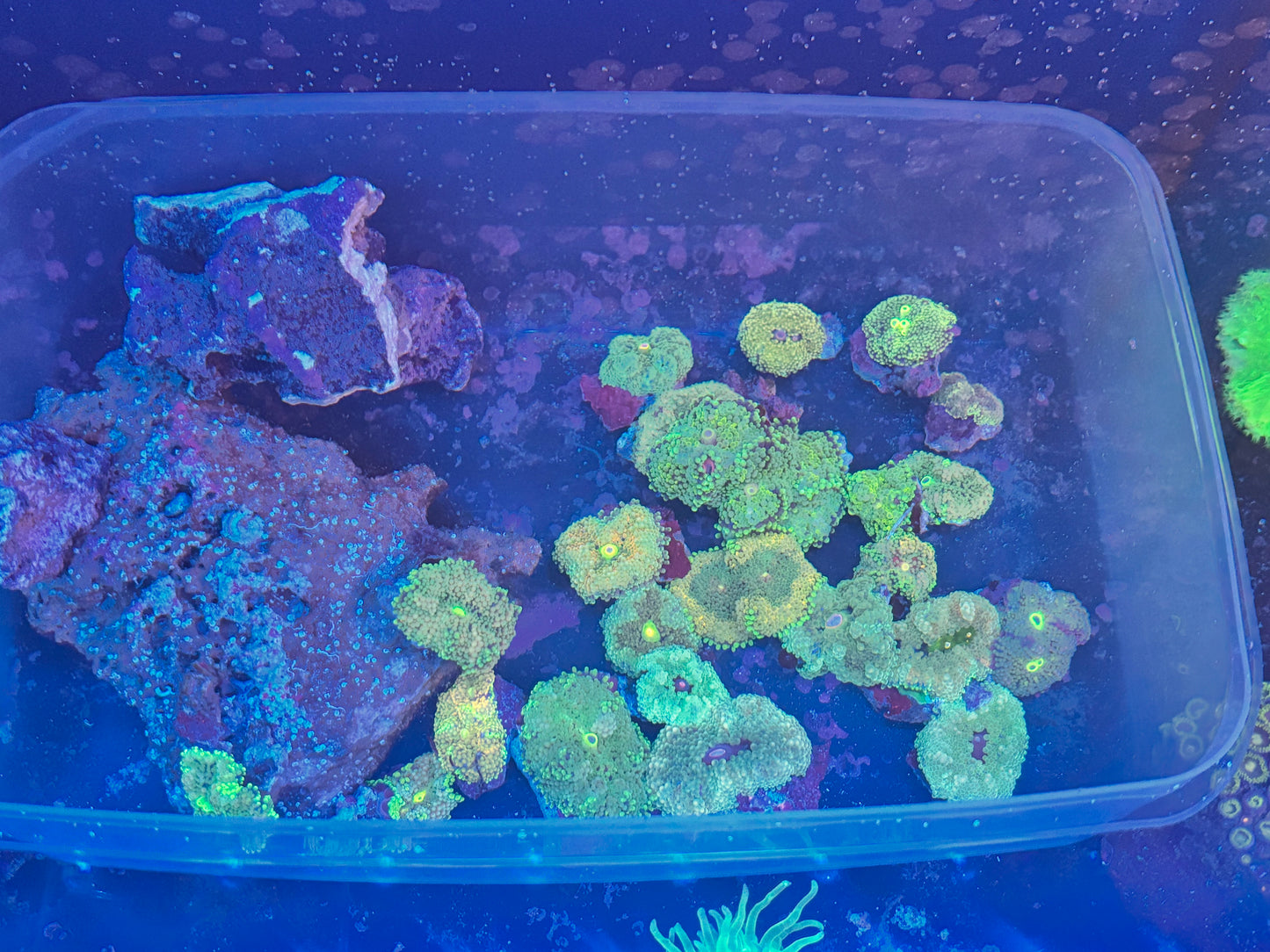 Starter Coral Variety Pack – 20 Frags